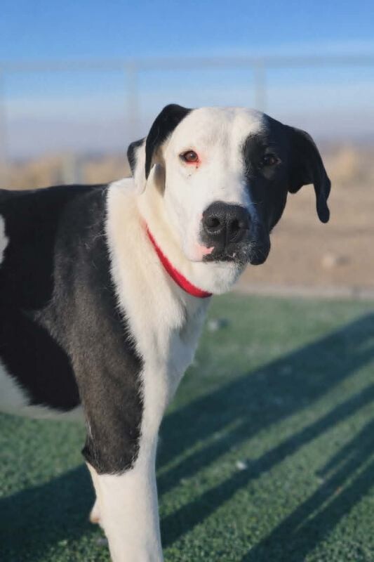 Picture of the Animal Listed